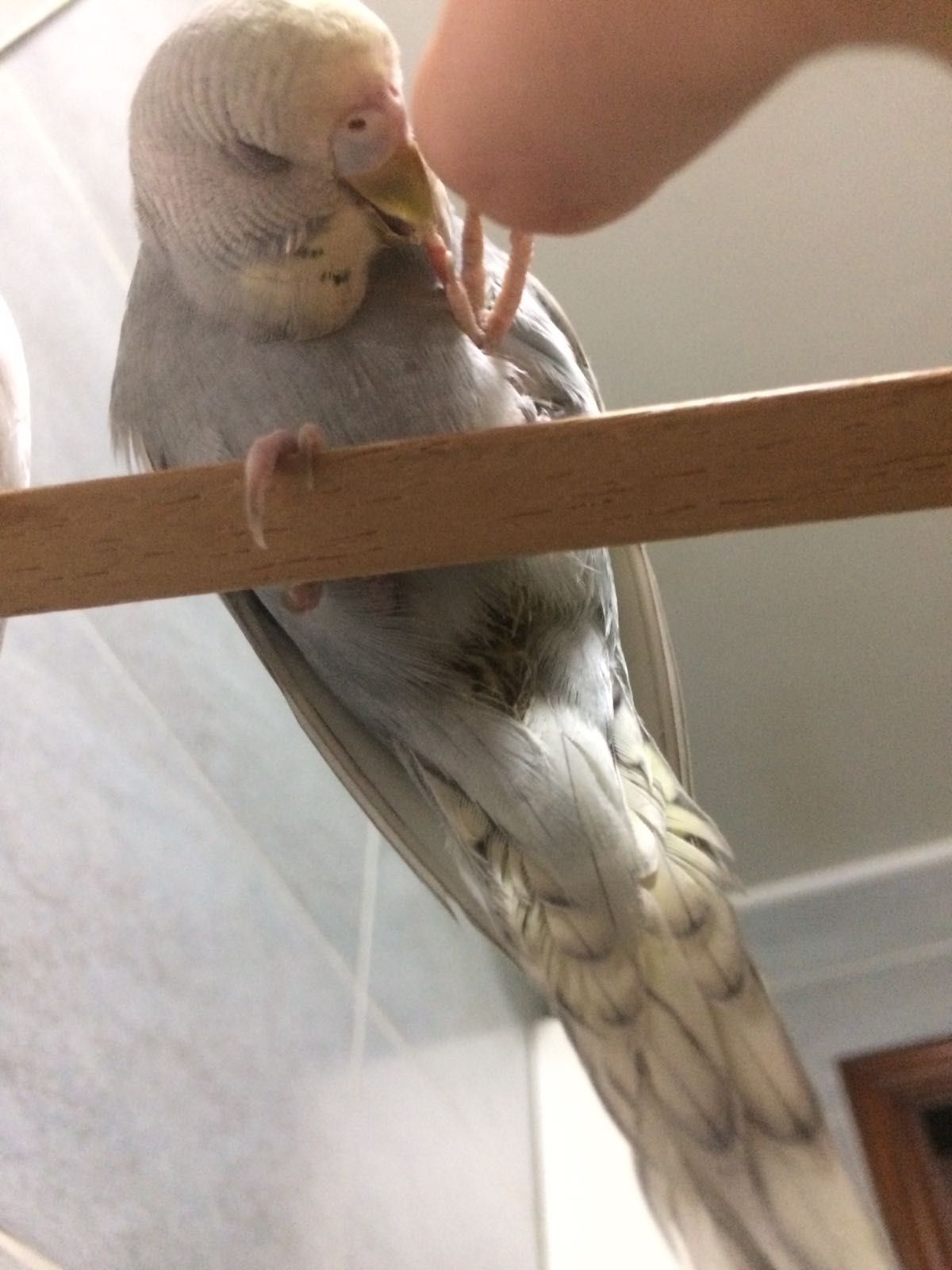 Piccola ferita alla
zampa